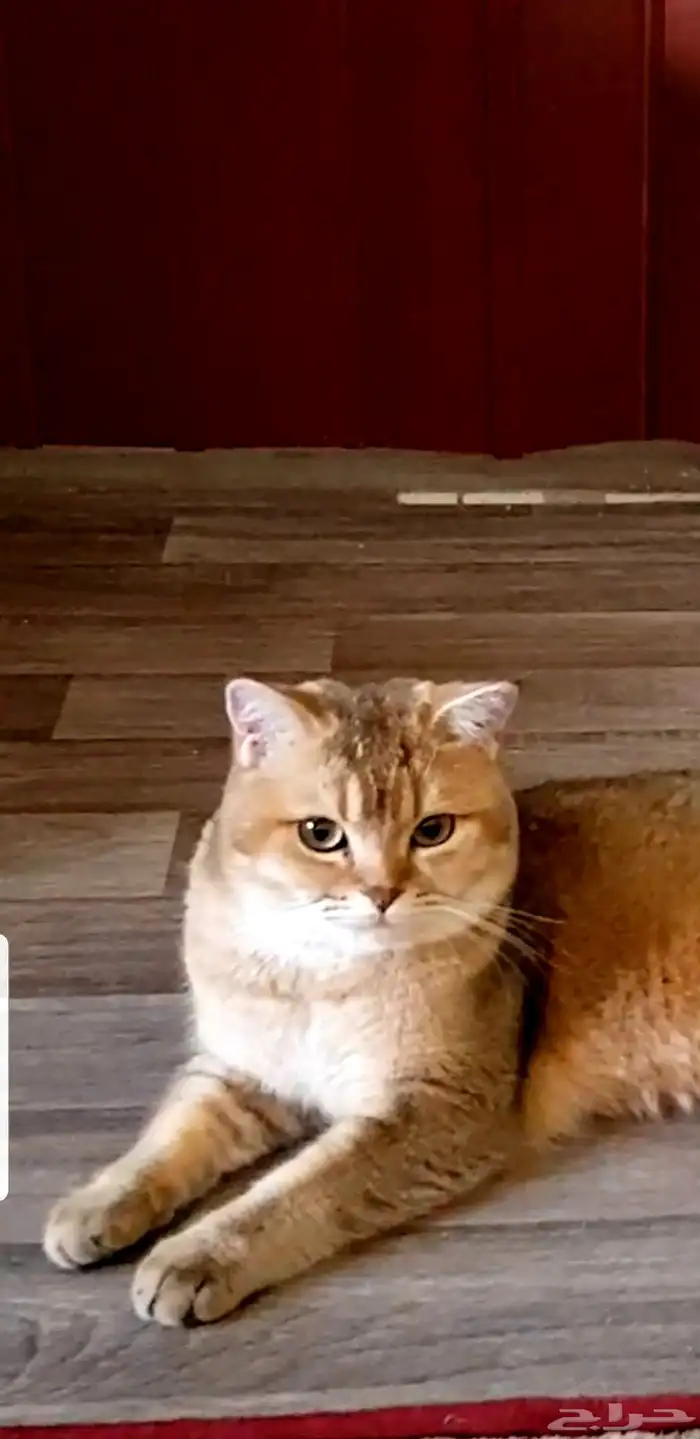 قط سكوتش مسجل للبيع 2