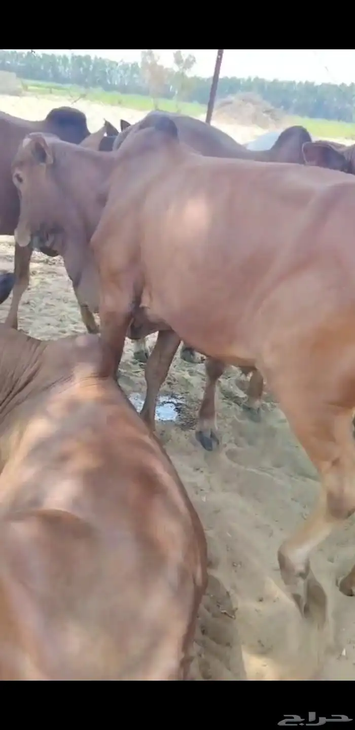 6 عجول مسمنين 3