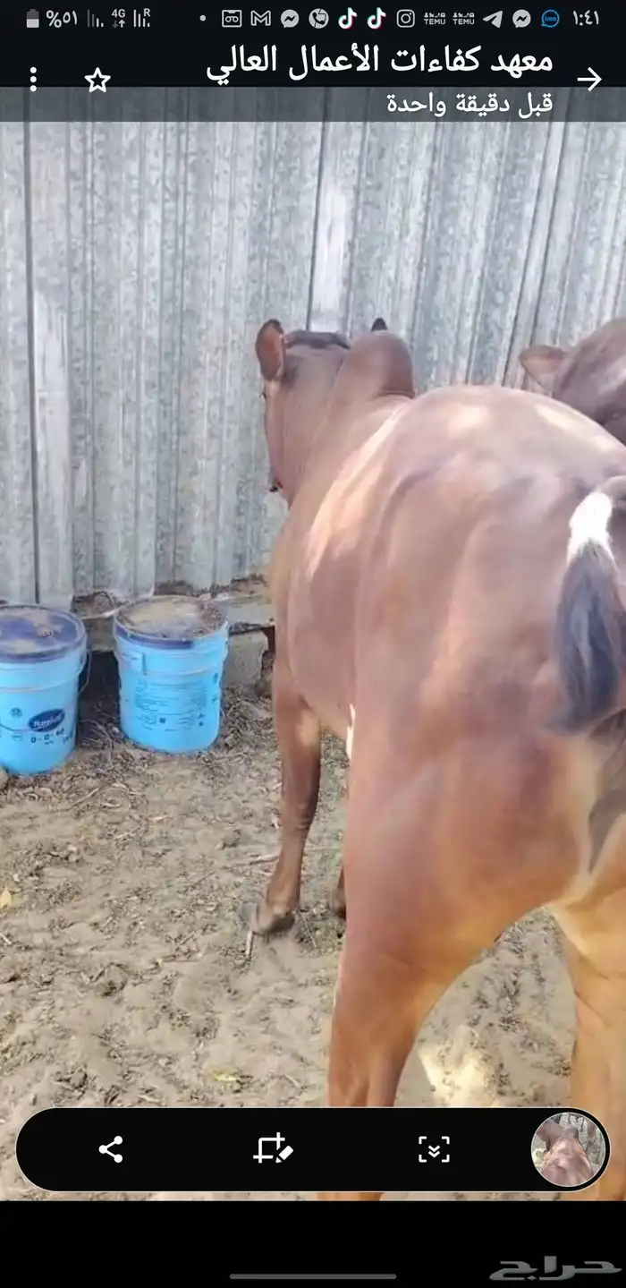 6 عجول مسمنين 1