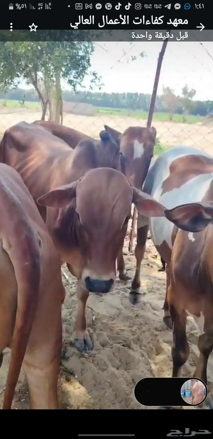 6 عجول مسمنين 0