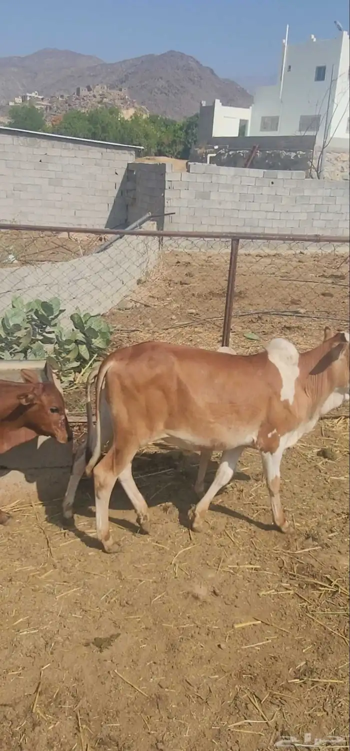 حسلان فاخر للبيع لتواصل 2