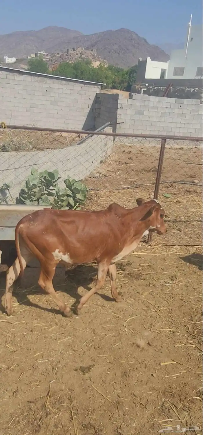 حسلان فاخر للبيع لتواصل 3