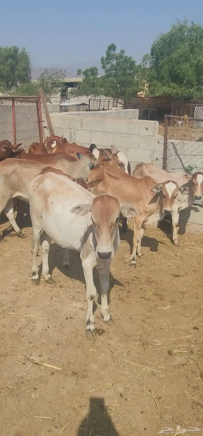 حسلان فاخر للبيع لتواصل 1