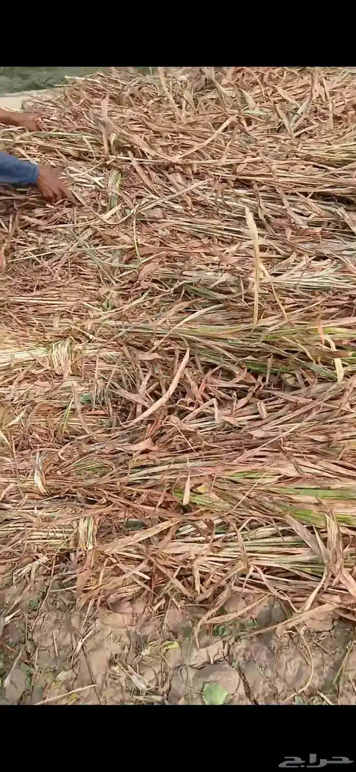 علف شب عقد طيب العنوان الفوز 2