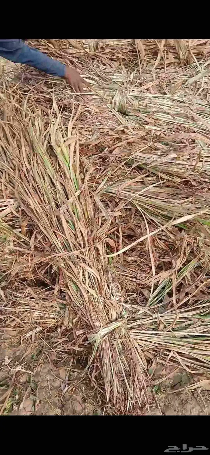 علف شب عقد طيب العنوان الفوز 0