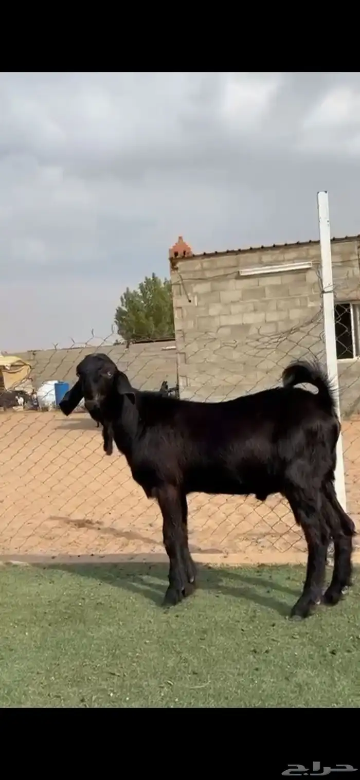 تيس شامي فاااخر 2