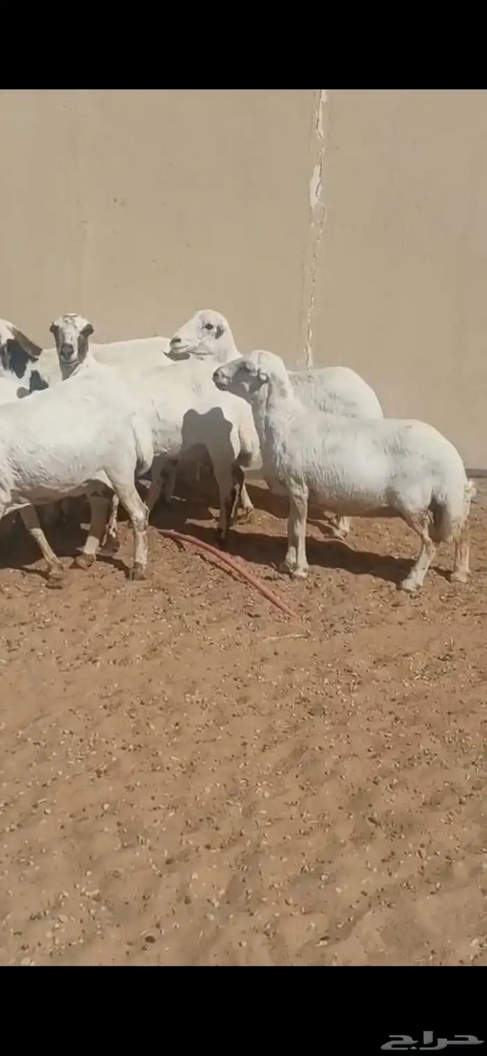 للبيع غنم رفيد العدد 8 روس وناقه شعلا بكر 1