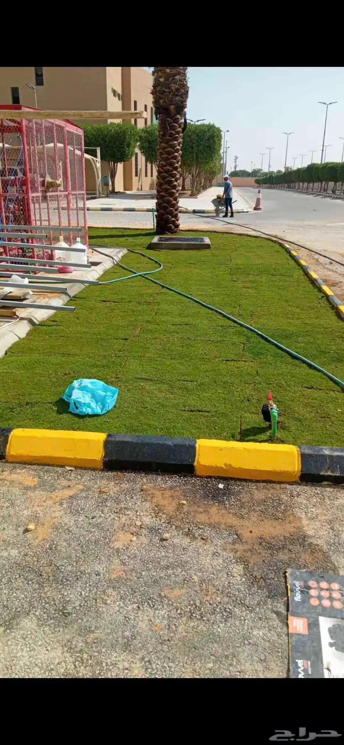 توريد وزرعه ثيل طبعيي ونخيل بجميع انواعها 0