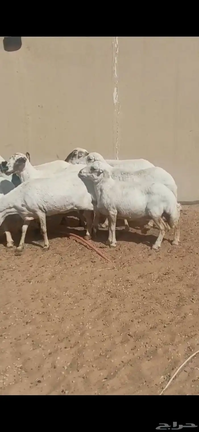 للبيع غنم رفيد العدد 8 روس وناقه شعلا بكر 6