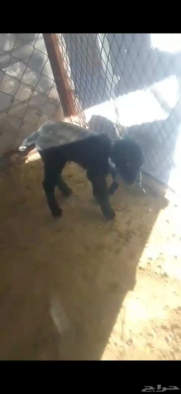 تيس وعناق للبيع 2