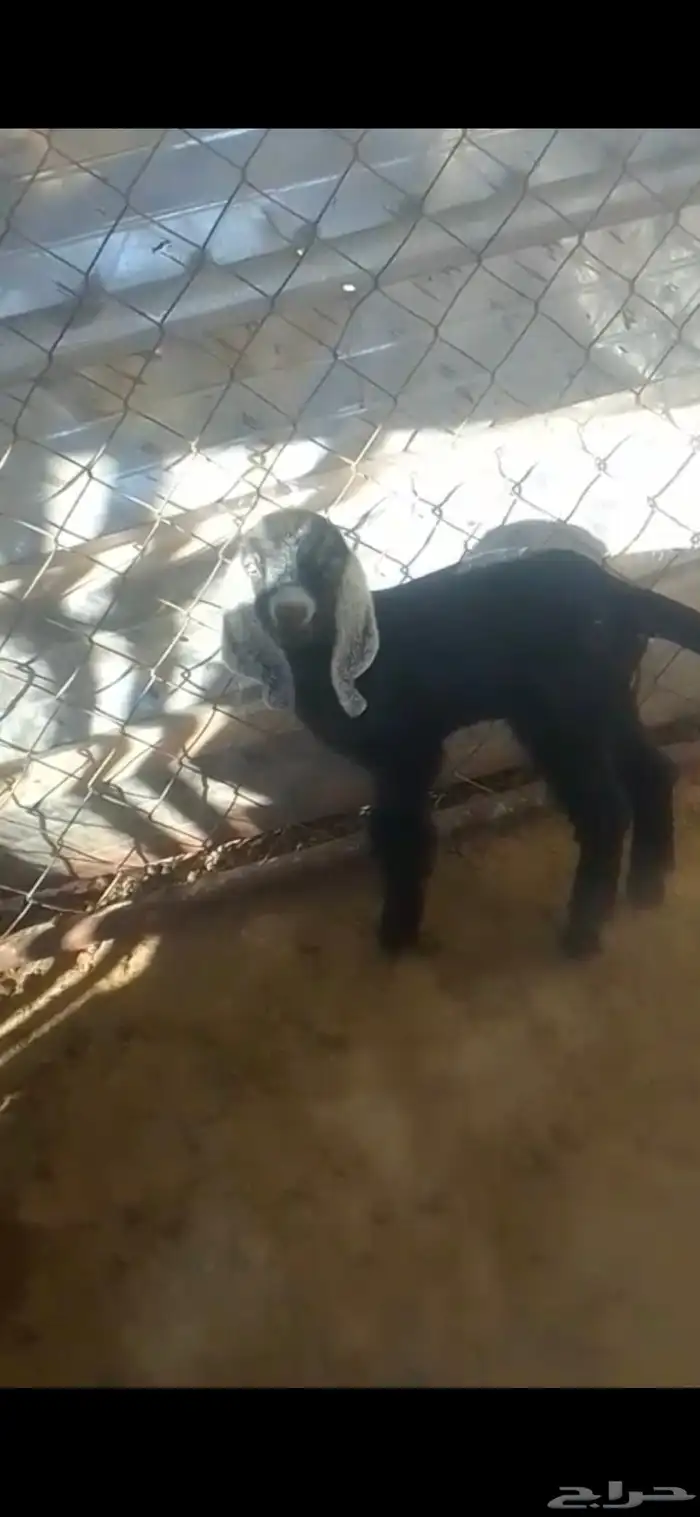 تيس وعناق للبيع 1