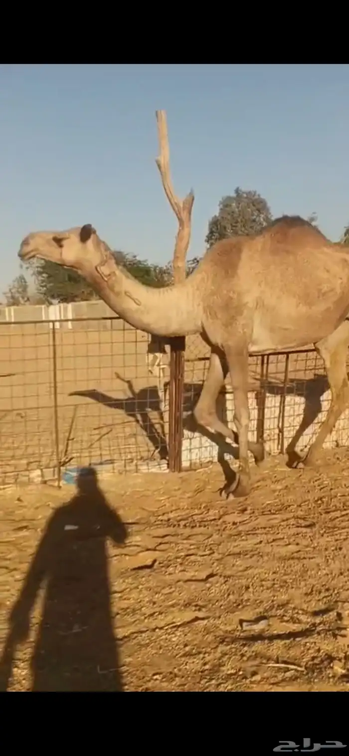 للبيع غنم رفيد العدد 8 روس وناقه شعلا بكر 4