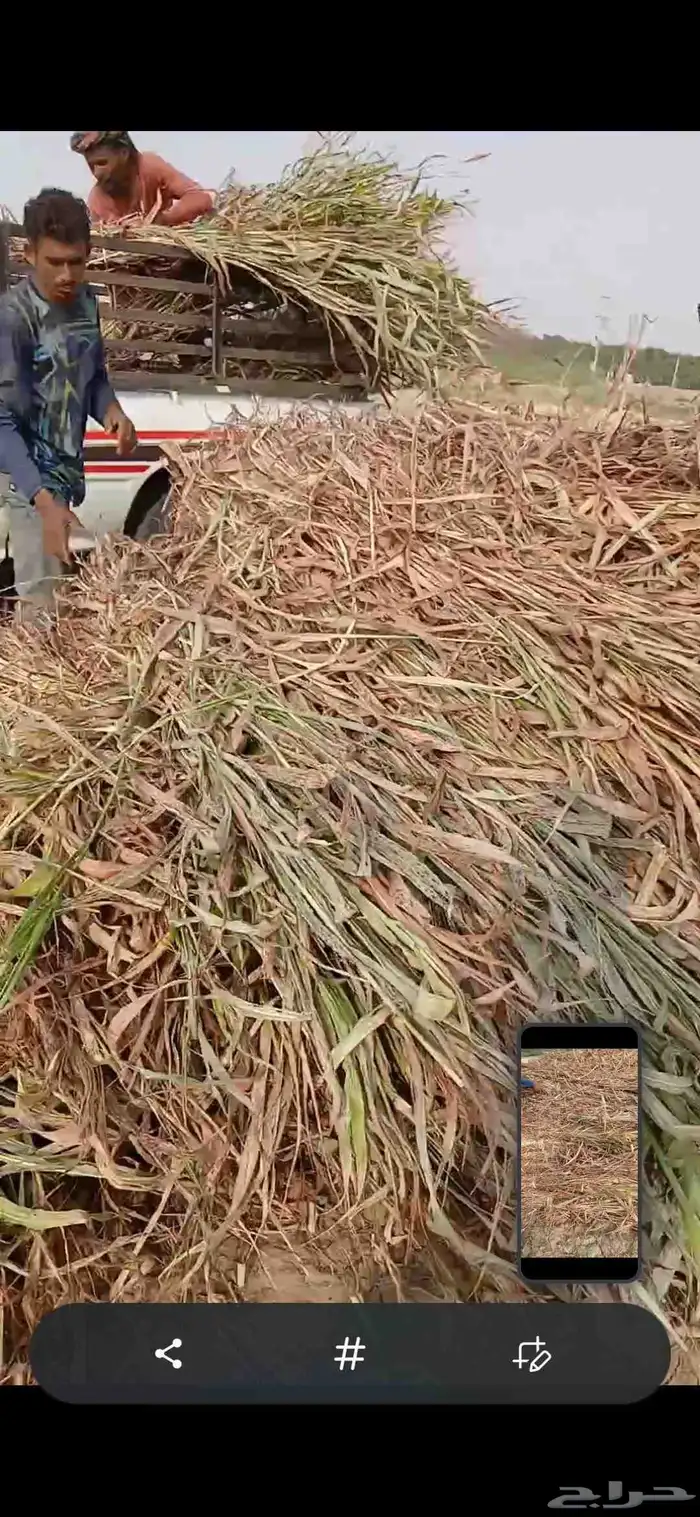 علف شب عقد طيب العنوان الفوز 1