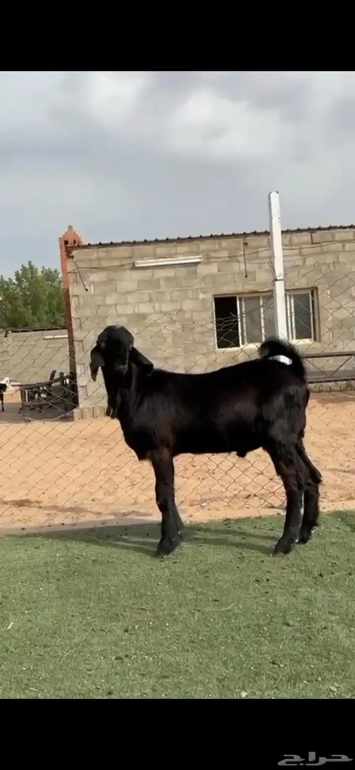 تيس شامي فاااخر 1