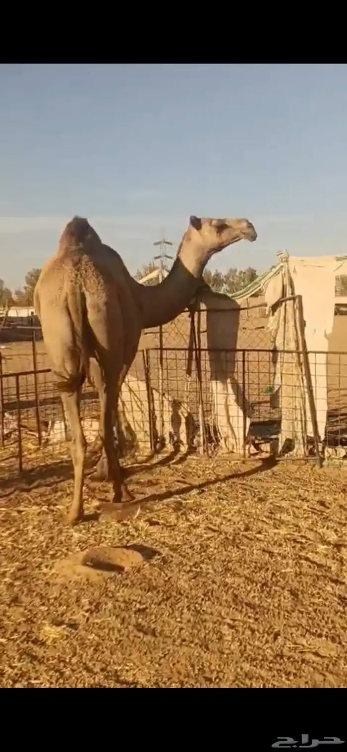 للبيع غنم رفيد العدد 8 روس وناقه شعلا بكر 3