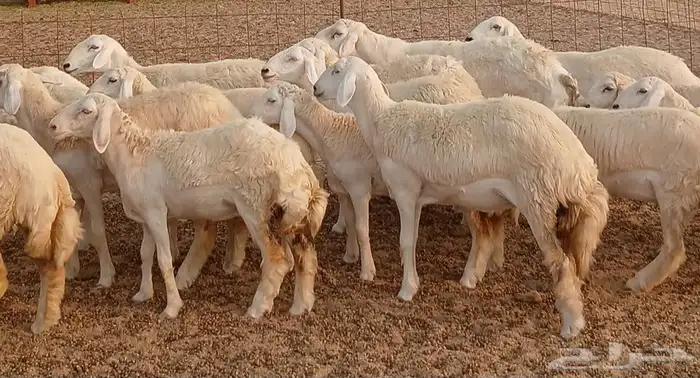 غنم حريات رخال جدع ثني العدد 27راس غنم طيبه حروش 0