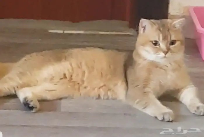 قط سكوتش مسجل للبيع 1