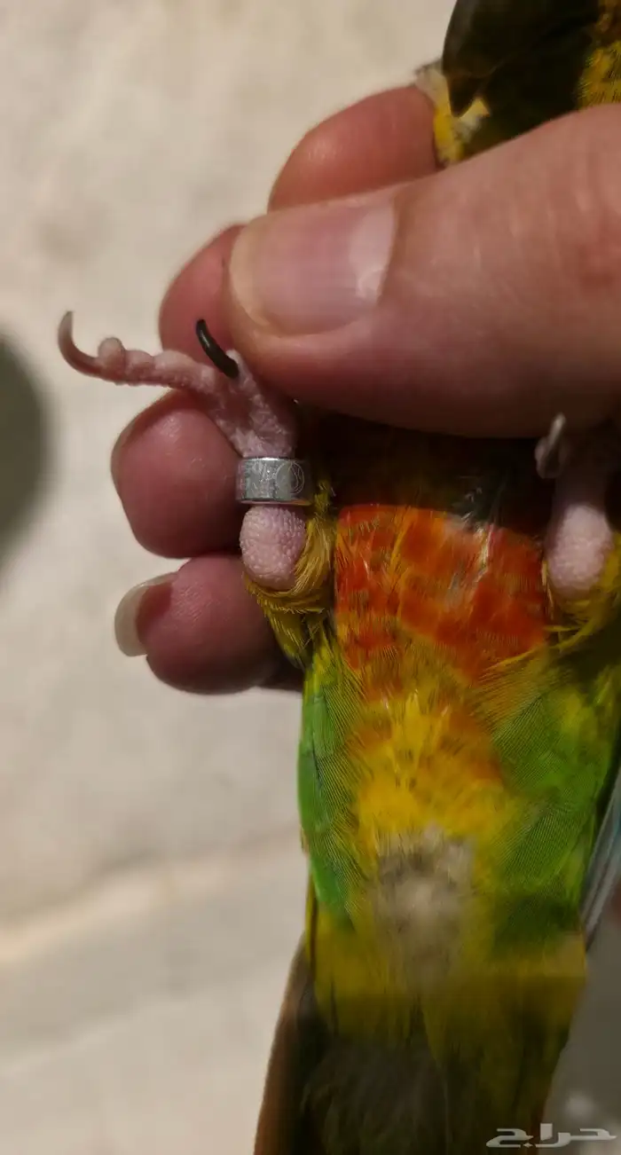 كنيور جرين شك اليف 7 شهور 2