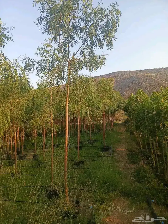 مشتل الجموم شتلات بنسيان و يسمين هندي جميع انواع شجرت الجملة 9