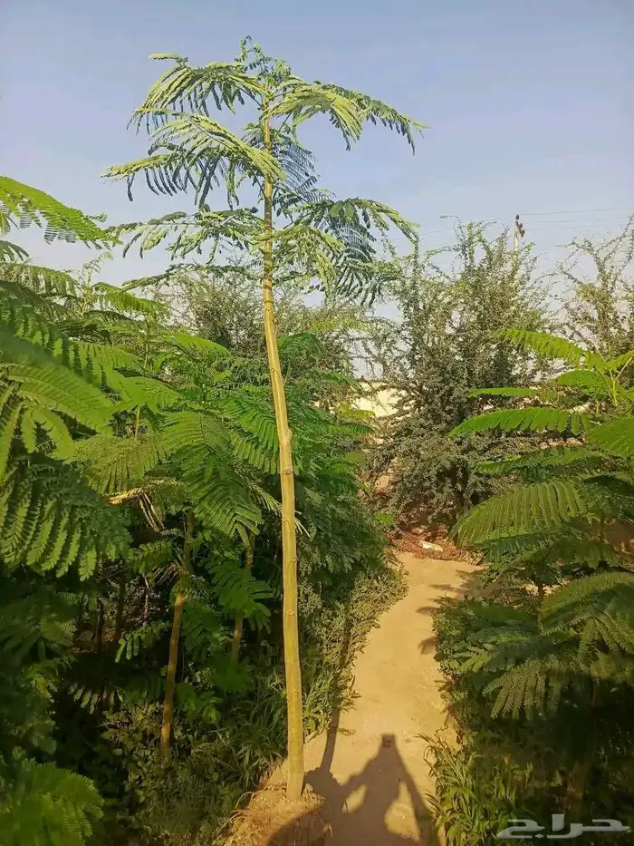 مشتل الجموم شتلات بنسيان و يسمين هندي جميع انواع شجرت الجملة 8