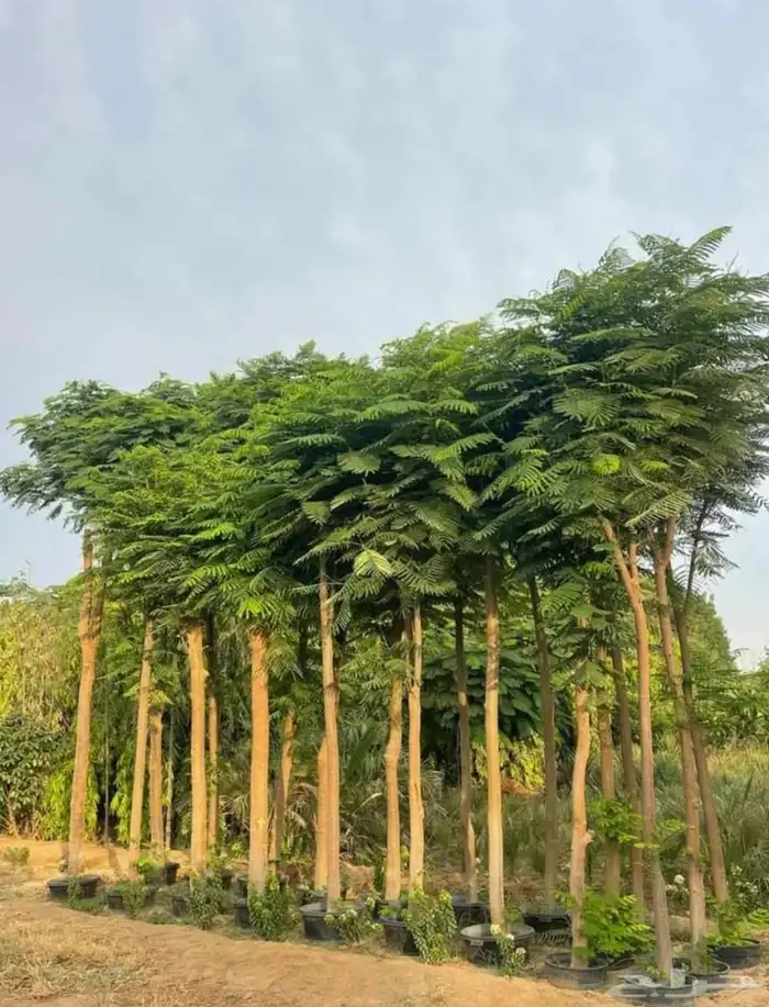 مشتل الجموم شتلات بنسيان و يسمين هندي جميع انواع شجرت الجملة 0