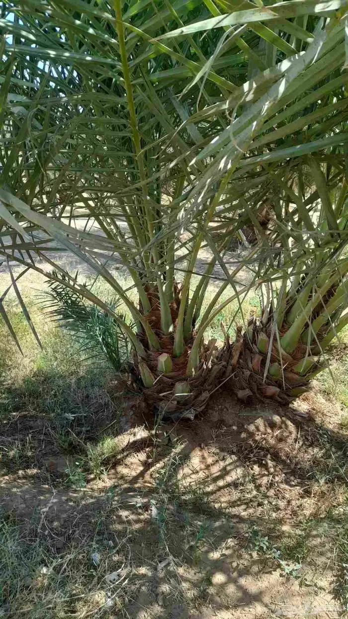 للبيع نقايل فسائل جثايث سكس برحي صقعي مجدوله هلالي واشنطن 9