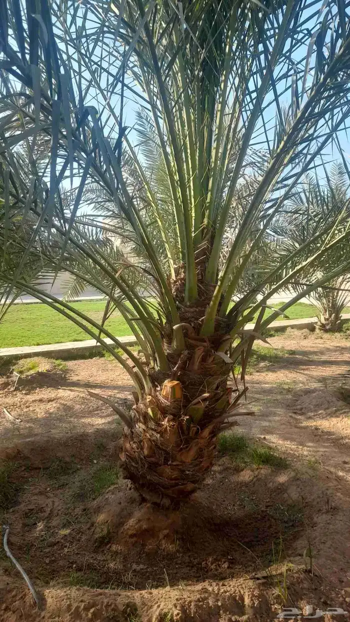 للبيع نقايل فسائل جثايث سكس برحي صقعي مجدوله هلالي واشنطن 6