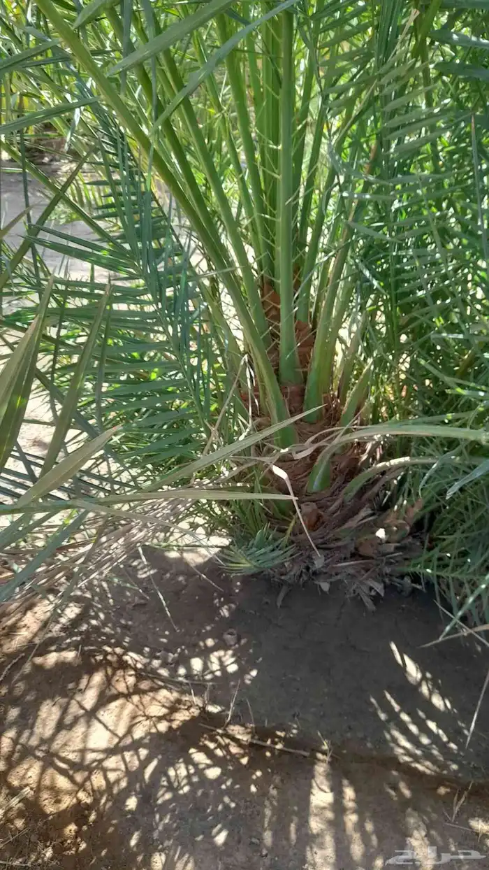 للبيع نقايل فسائل جثايث سكس برحي صقعي مجدوله هلالي واشنطن 8