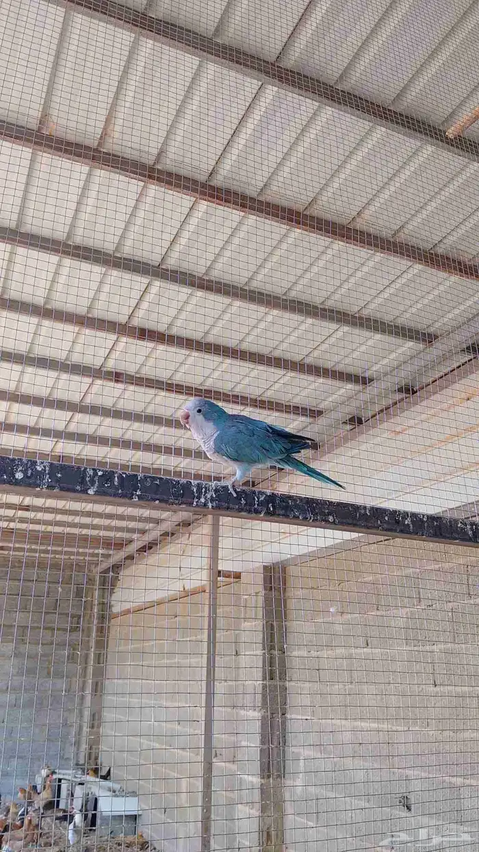 ذكر كويكر للبيع واقبل البدل المناسب 0