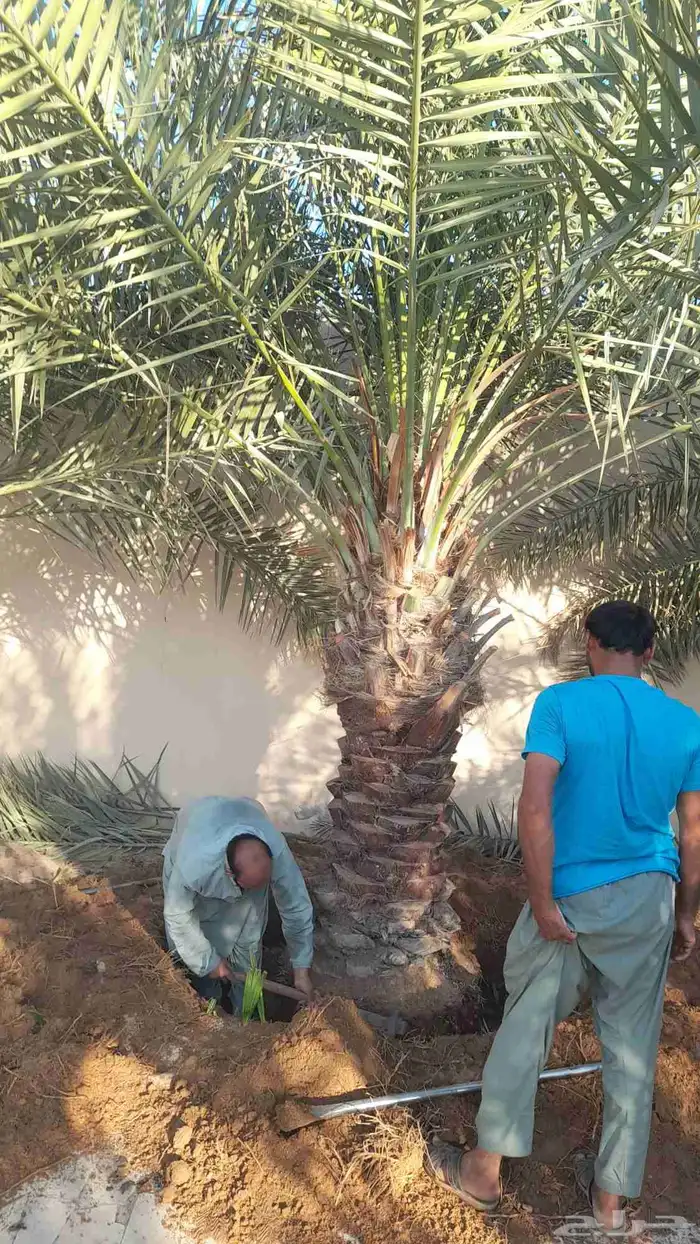 للبيع نقايل فسائل جثايث سكس برحي صقعي مجدوله هلالي واشنطن 4