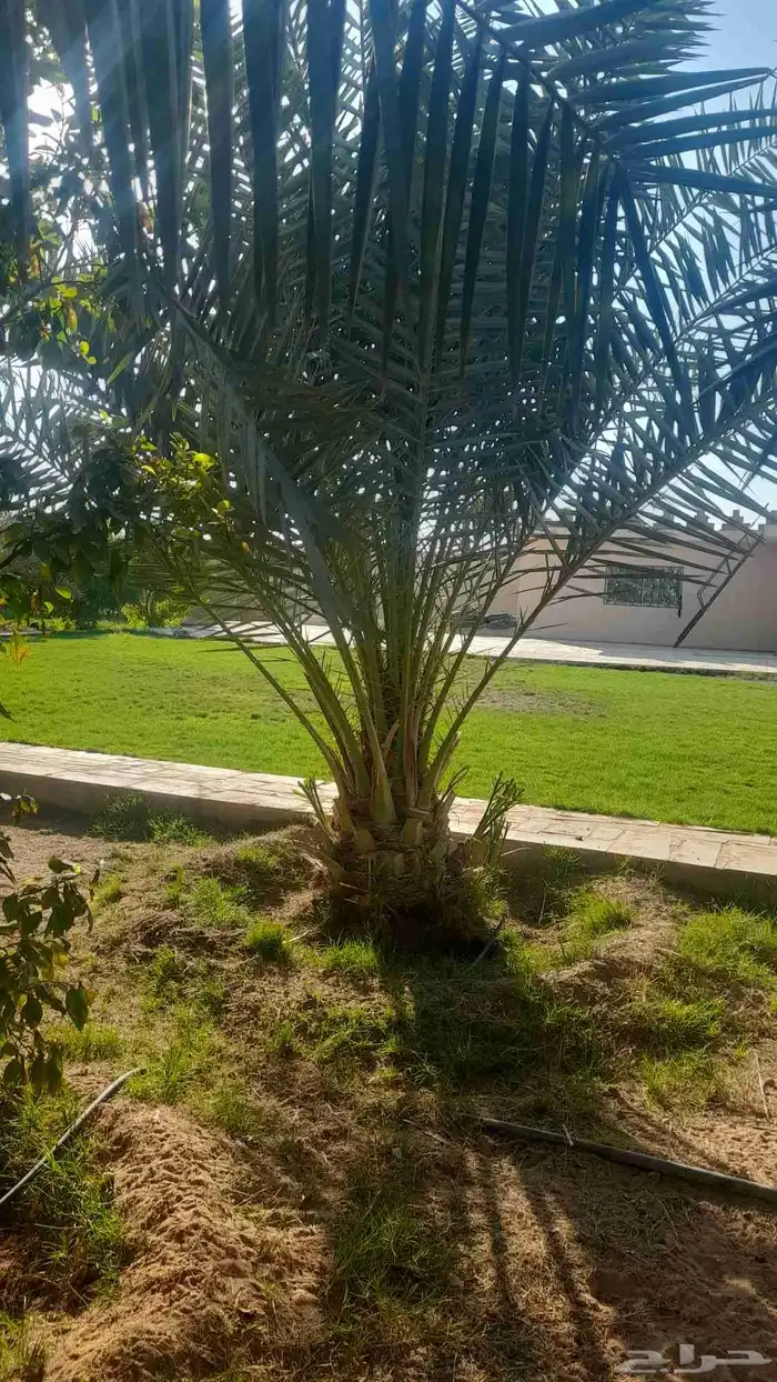 للبيع نقايل فسائل جثايث سكس برحي صقعي مجدوله هلالي واشنطن 5