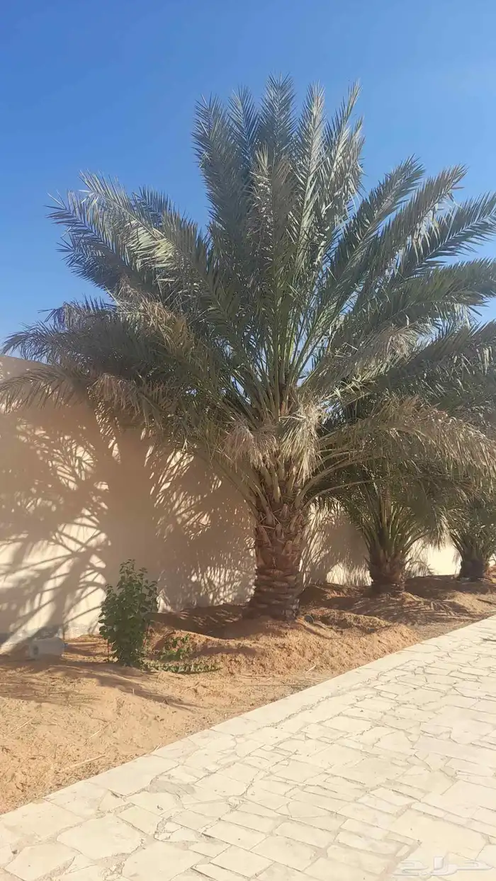 للبيع نقايل فسائل جثايث سكس برحي صقعي مجدوله هلالي واشنطن 7