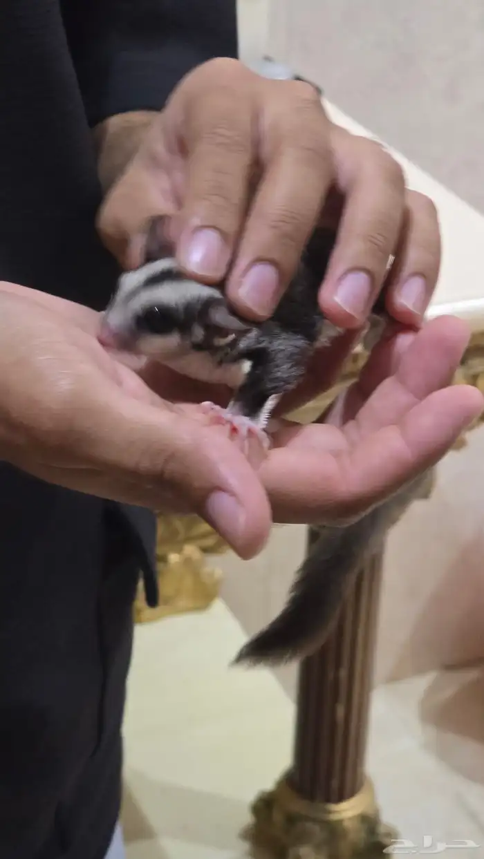 سنجاب شوقر قلايدر نورمل وايت فيس 2