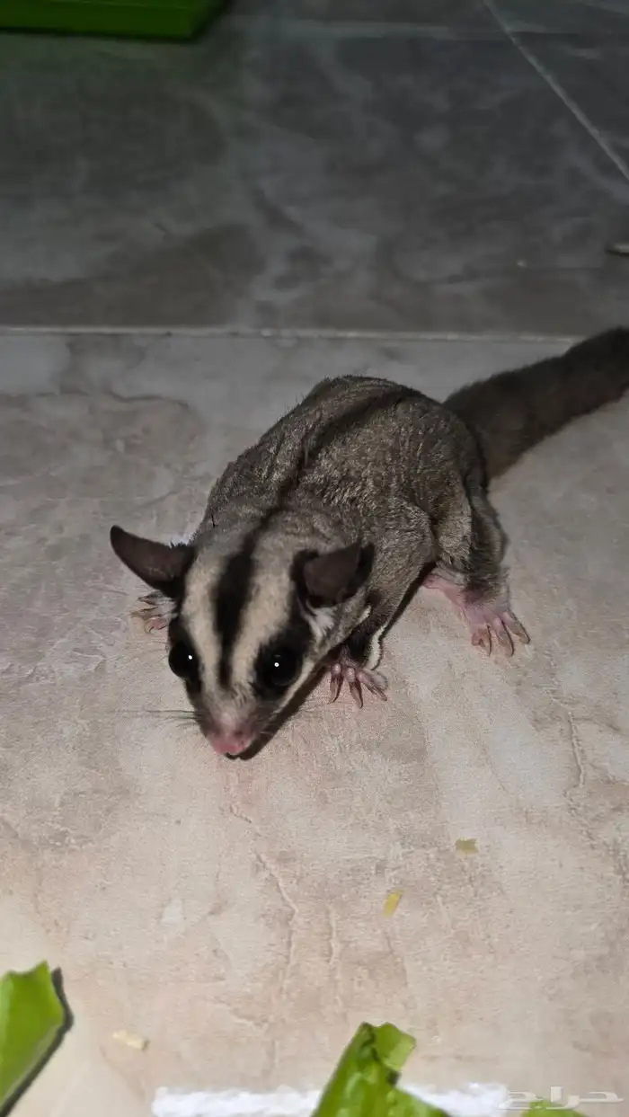 سنجاب شوقر قلايدر نورمل وايت فيس 5