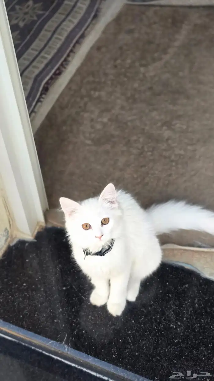 قطتين شيرازي صغار للتبني العمر 4 شهور 0