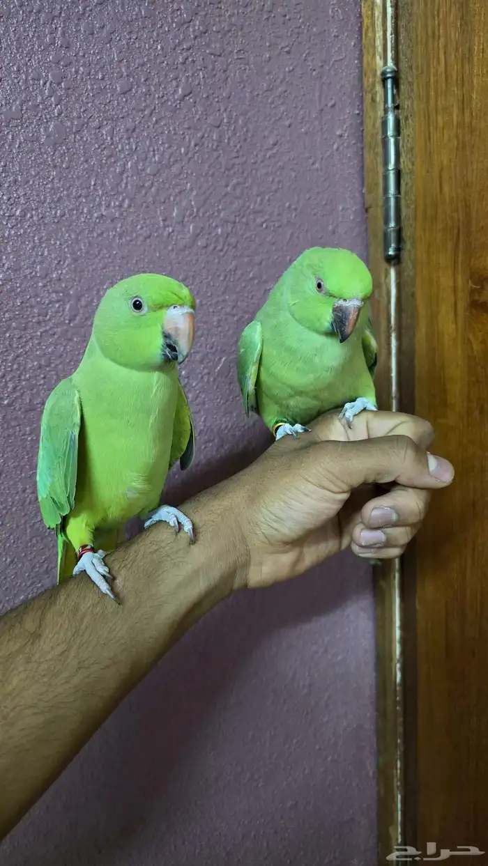 جوز درة اليف للبيع 1