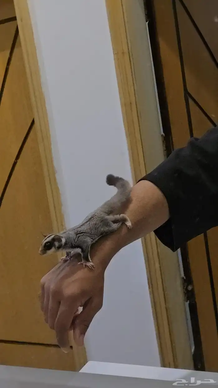 سنجاب شوقر قلايدر نورمل وايت فيس 0