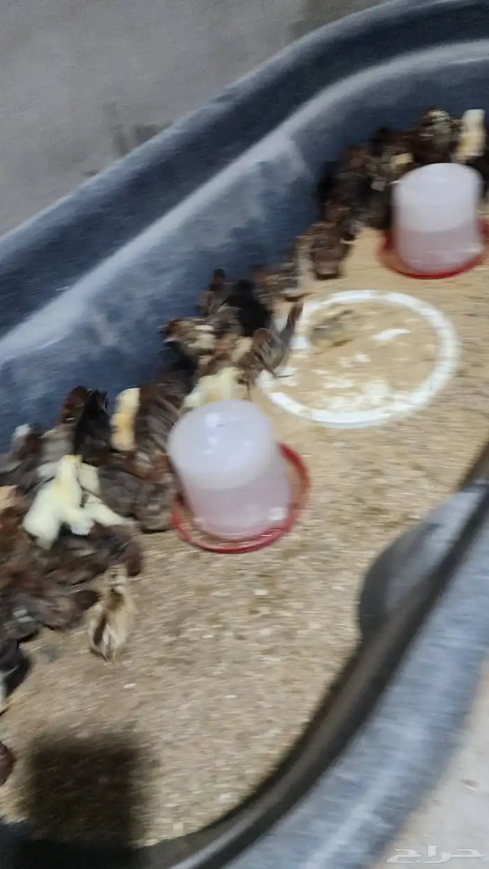 صيصان دجاج بلدي للبيع العدد 240 1