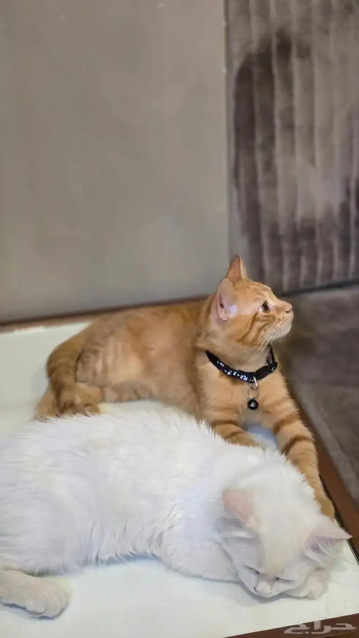 قطتين شيرازي صغار للتبني العمر 4 شهور 1