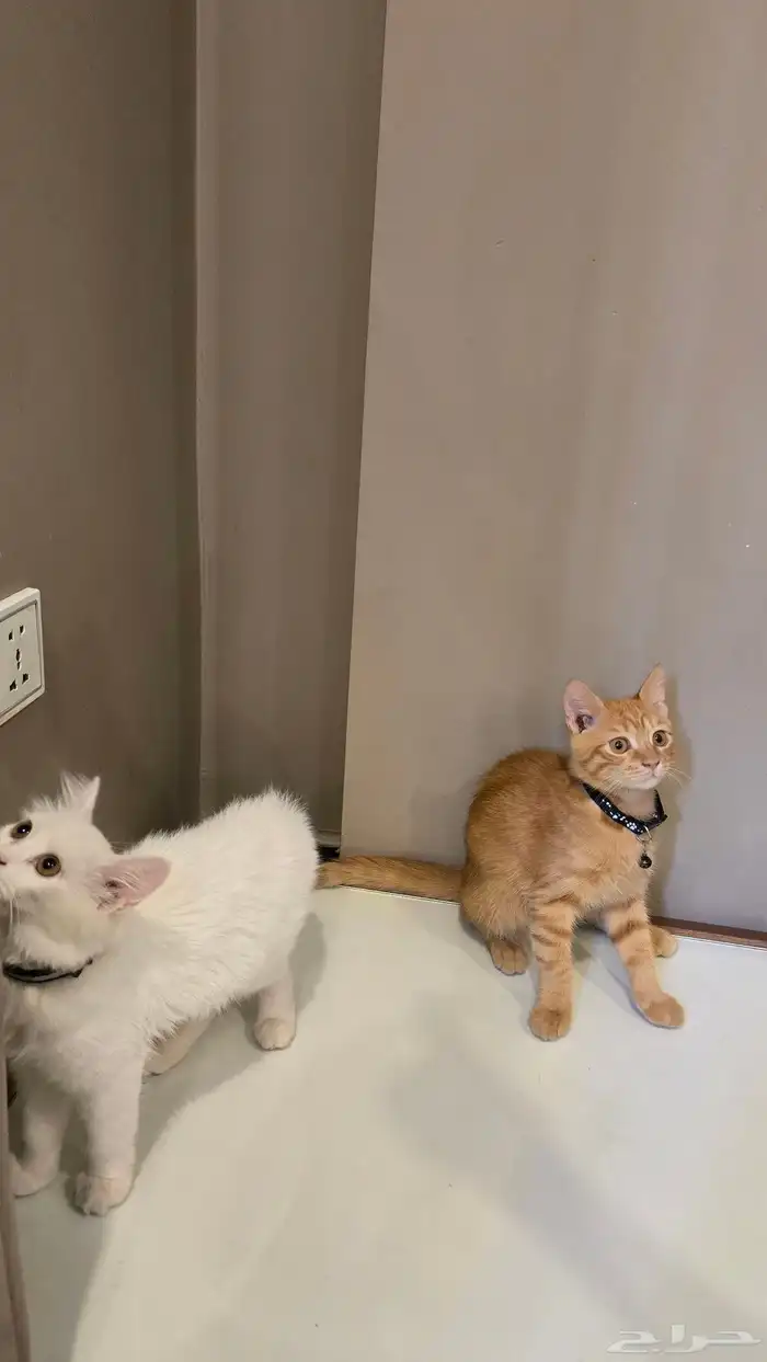 قطتين شيرازي صغار للتبني العمر 4 شهور 2