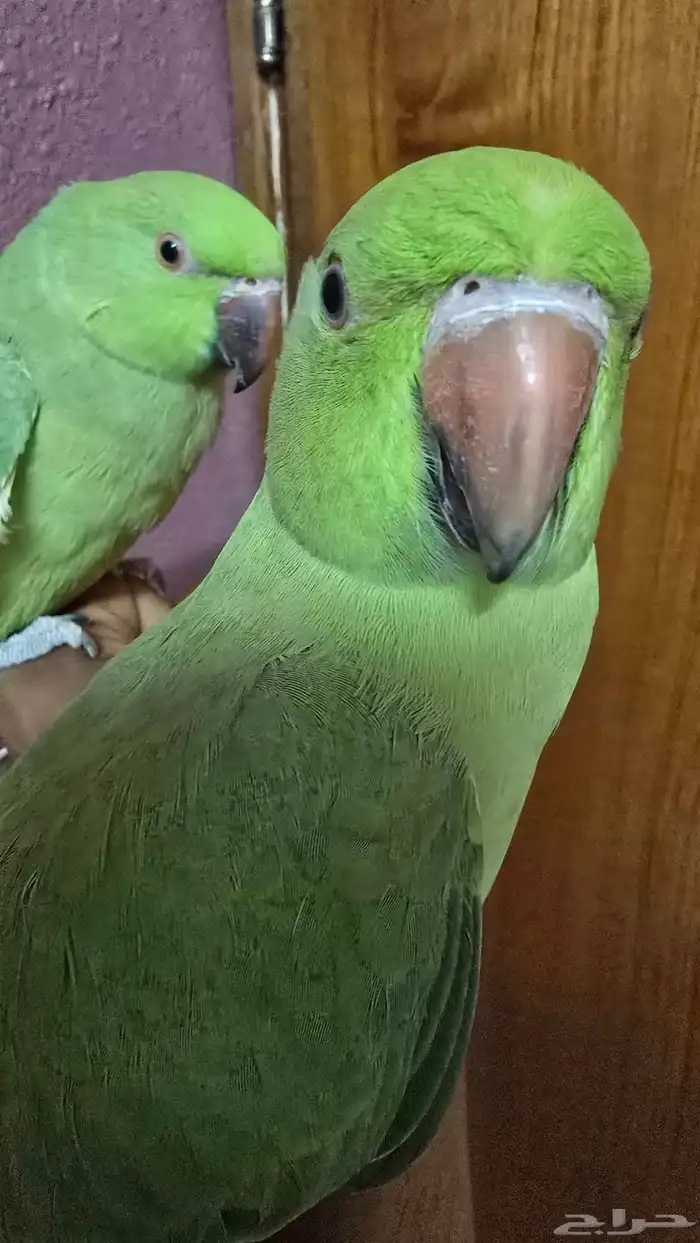 جوز درة اليف للبيع 3