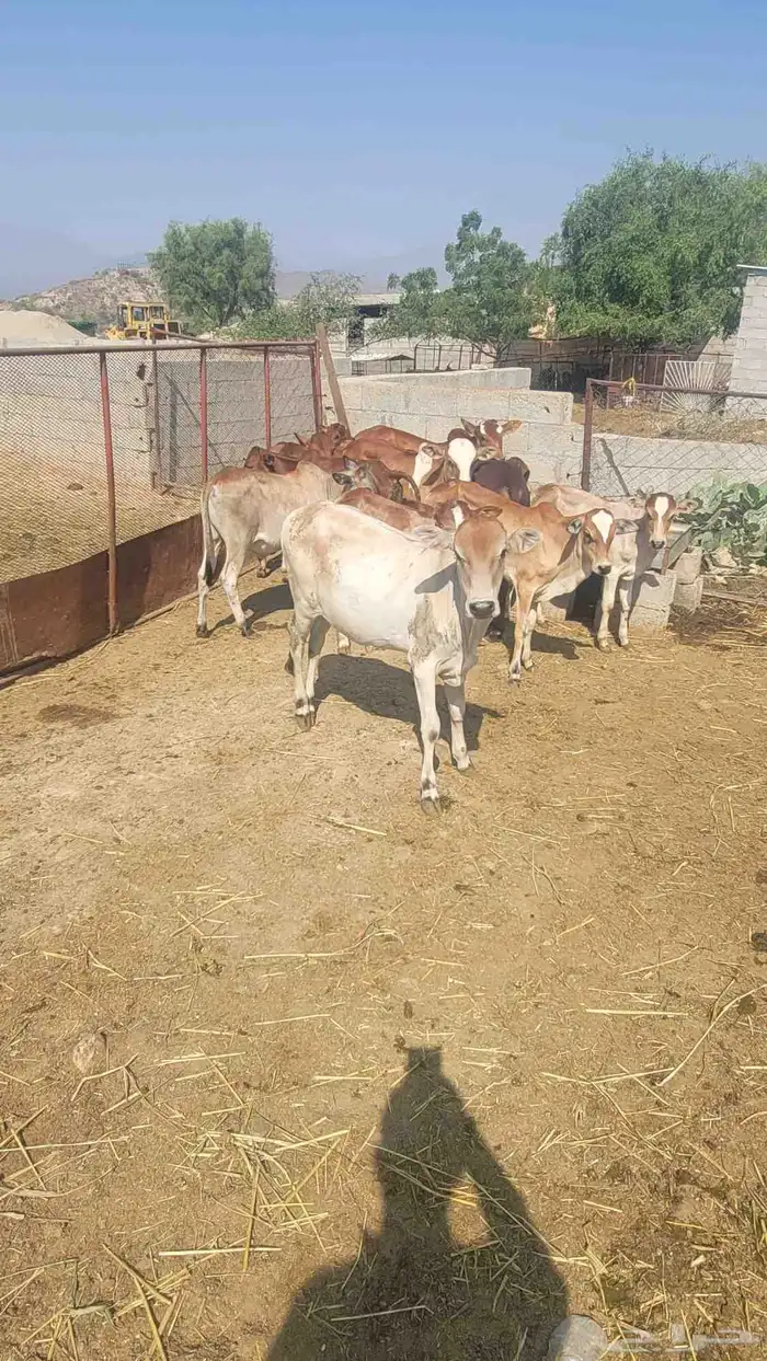 حسلان فاخر للبيع لتواصل 4