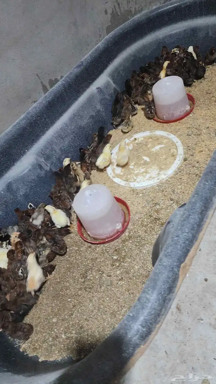 صيصان دجاج بلدي للبيع العدد 240 0