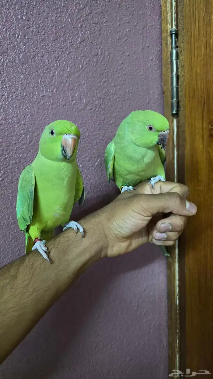 جوز درة اليف للبيع 0