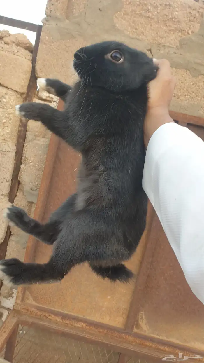 ارانب بلدية 3