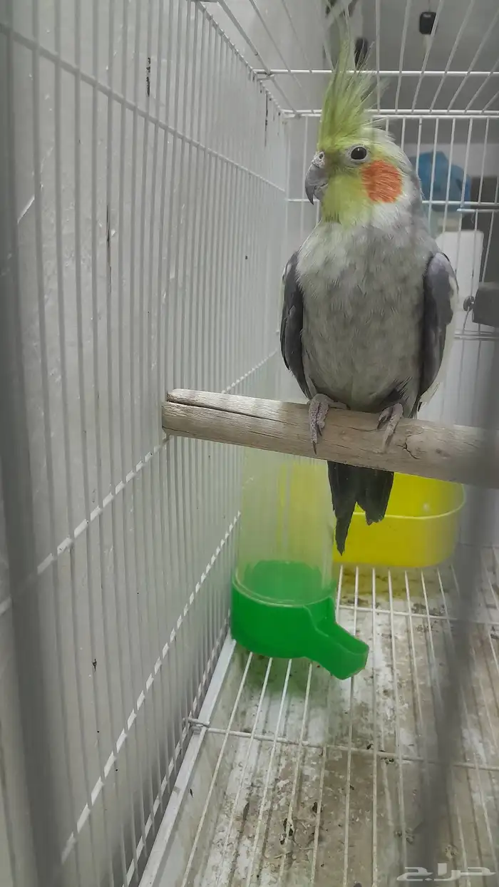 ذكر كروان منتج 8