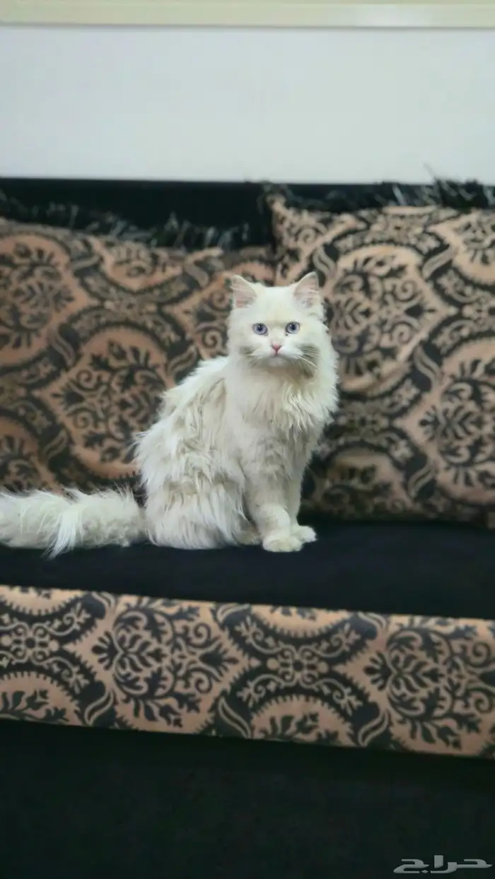 قط شيرازي ابيض عيونه ازرق رمادي 0