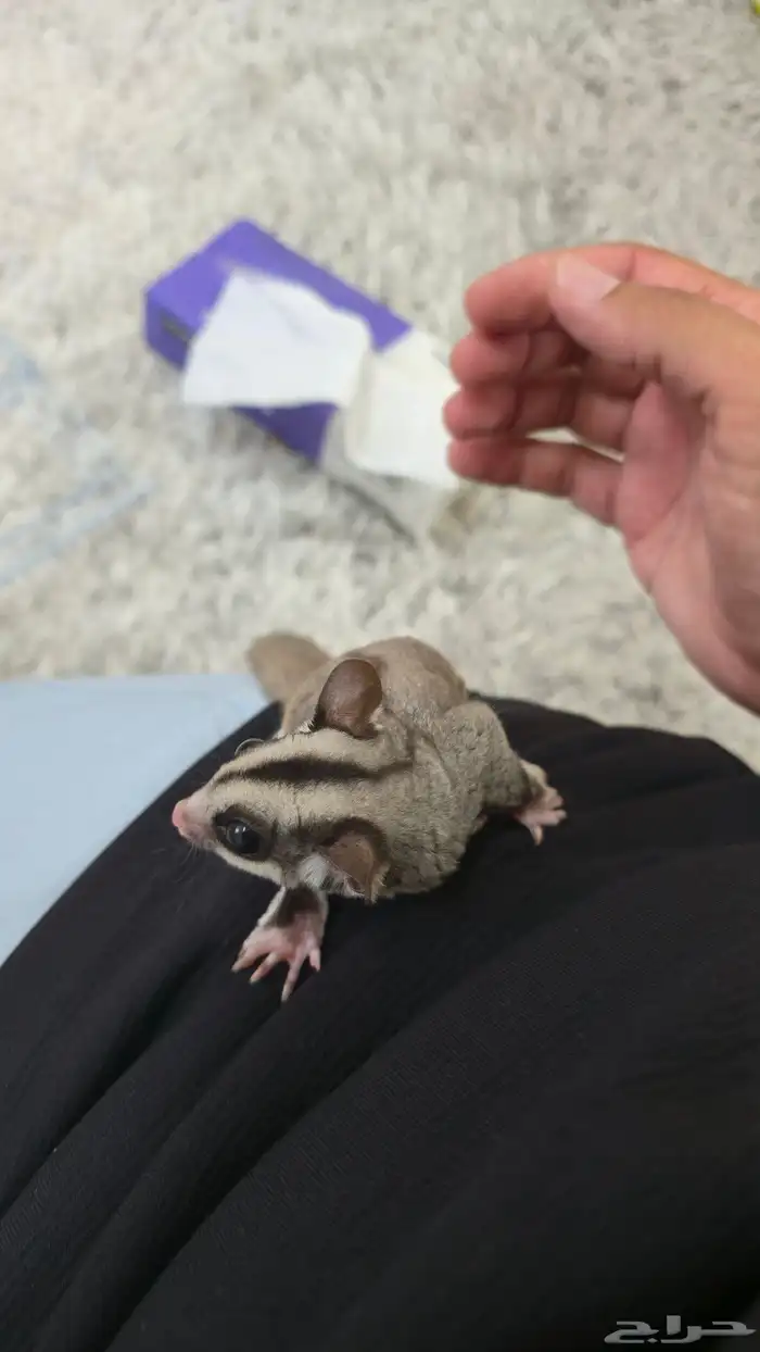 سنجاب شوقر قلايدر نورمل وايت فيس 4