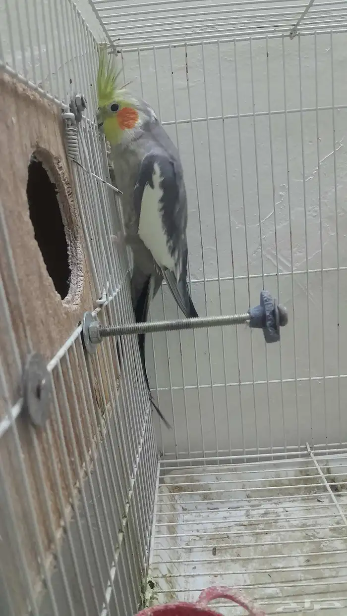 ذكر كروان منتج 6