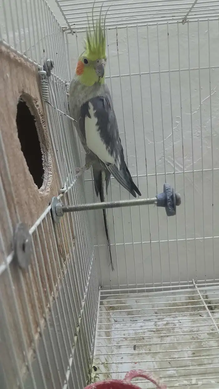 ذكر كروان منتج 5